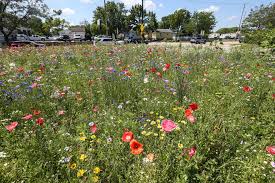 The first series, executed in paris in 1887, depicts the flowers lying on the ground, while the second set, made a year later in arles, shows a bouquet of sunflowers in a vase. Fond Du Lac Businessman Dresses Up Busy Street With Wildflowers