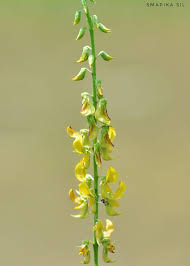 Image result for Crotalaria onobrychis