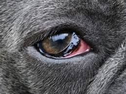 Red eyes can also be caused by fungal infections. How To Safely Clean Your Dog S Eyes Pet Care Tips From Vetericyn