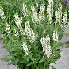 Salbei ist ein mediterranes küchengewürz mit antibakterieller wirkung. Steppen Salbei Schneehugel Salvia Nemorosa