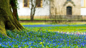 Tree with blue flowers in spring. Wallpaper Tree Trunk Blue Flowers Spring 3840x2160 Uhd 4k Picture Image