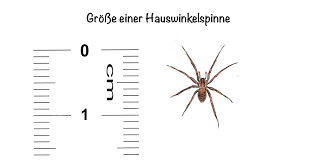 Image result for große winkelspinne biss haut reaktion