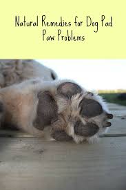 Clean the injured paw pad. Dog Paw Pad Problems Paws Right Here