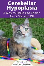 The cerebellum's growth can be stunted by several different things. 29 Cerebellar Hypoplasia Ideas In 2021 Cats Kitty Motor Skills