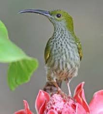 Jenis burung pijantung burungocehan.link 1. Facebook