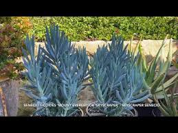 Image result for Senecio hochstetteri