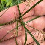 Image result for Cyperus sphacelatus