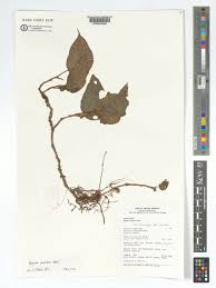 Image result for Begonia poculifera