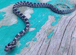 Anerythristic Corn Snake Corn Snake Snake Pet Snake