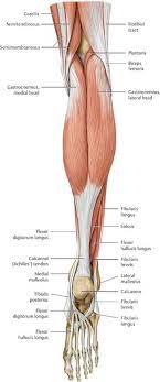 Anatomy graduates can choose from a wide range of careers. Functional Anatomy Of The Lower Limb Anatomy An Essential Textbook 1st Ed Human Body Anatomy Body Anatomy Anatomy