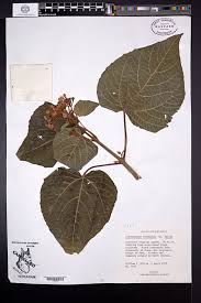 Image result for Clerodendrum abilioi
