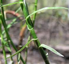 Image result for Pycreus pumilus