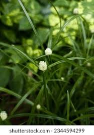 Image result for Kyllinga alba