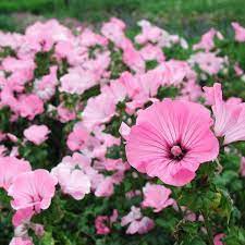 Lavatera Landing And Leaving In The Open Lavatera Growing From Seeds Planting And Care Growing Lavater From Seeds How And When To Sow Lavater