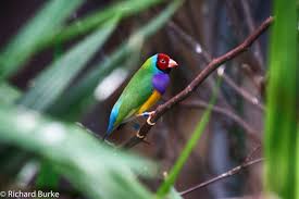 Bird On The Run Pittsburgh Bird Of Many Colors Birds National Aviary Kinds Of Birds