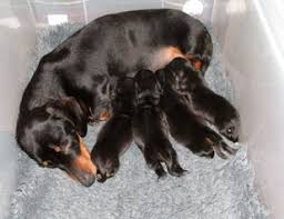 We did not find results for: Breeding From Your Dachshund The Dachshund Breed Council Uk