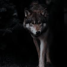 As werewolf believes in the perfection you won't be disappointed. Pin By November On Lit Movie Twilight Werewolf Aesthetic Fantasy Aesthetic Character Aesthetic