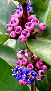 Image result for Memecylon