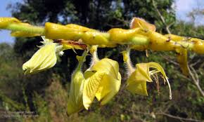Image result for Crotalaria parvula