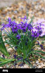 Image result for Lapeirousia