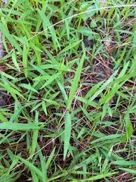 Image result for Leersia