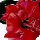 Botanical Painting and Drawing - Beginners 6 week event image