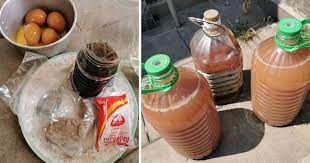 Baja organik guna roti dan air? Belacan Ajinomoto Resepi Baja Suburkan Tanaman Impiana