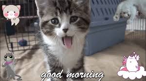 Good Morning Good Morning Cat Morning Cat Good Morning