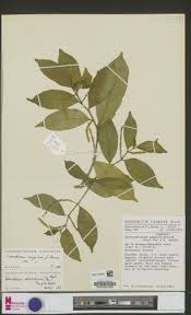 Image result for Neoboutonia melleri