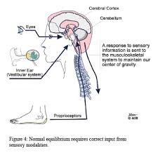 Inner Ear Controls So Much Bilateralvestibular Migraine Relief Vestibular System Rehabilitation Therapy