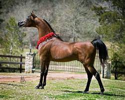 arabhorse com mystica arabians arabian horse beautiful arabian horses horses arabian horse