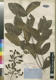 Image result for Combretum celastroides