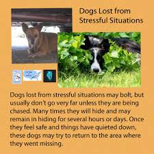 A sample lost pet flyer is shown to help lost pet owners create flyers to post locally. Did Your Dog Get Scared By Fireworks Don T Panic Lost Dogs Of America