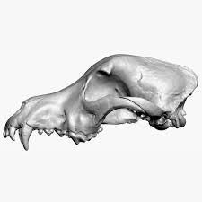 3d Dog Skull Scan Dog Skull Skull 3d Dog