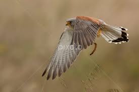 Veja o que carolina falcão (carolfalcao) descobriu no pinterest, a maior coleção de ideias do mundo. Falcao Peneireiro Das Torres Birds Animals Pixoto