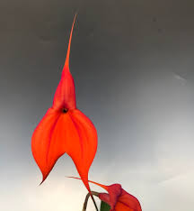 Image result for Vandellia subracemosa