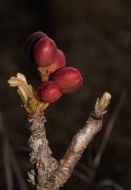 Image result for Lannea discolor