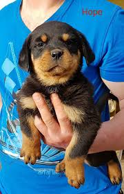 Rottweiler köpek cinsi, özellikleri, karakteri ve bakımı. Rottweiler Vom Kummelsee Startseite