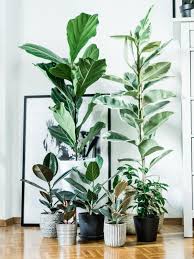 Image result for F%EDkus Ficus