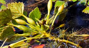 Image result for Trapa natans