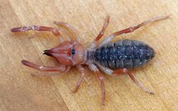 Based on actual creatures that for years have tormented usa armed forces in the middle east, these creatures have now invaded the southwestern deserts of the usa. Windscorpions Sunspiders Of Colorado 5 589 Extension