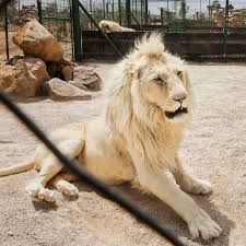 Lions gorge themselves and eat up to 30 kg (66 lb) in one session; Lions Are On The Menu Now Inside The Legal Lion Bone Trade Abc News