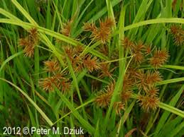 Image result for Cyperus rigidifolius