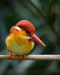 Birds That Start With A C Pin By Yoon Foo On Birds Beautiful Birds World Birds Nature Birds