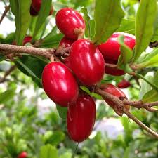 Image result for Synsepalum