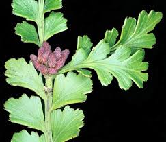 Image result for Phyllocladus trichomanoides