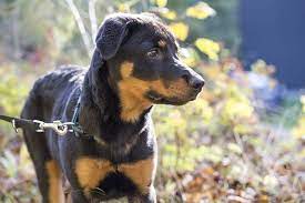 It may be easier to find a mixed breed dog for adoption at a local shelter or animal rescue than at a breeder's. German Shepherd Rottweiler Mix Shepweiler Buyer S Guide My Dogs Info