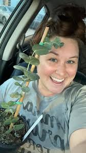 12" eucalyptus for behind the hits