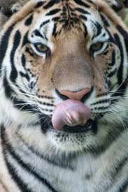 They can walk, run and climb trees. Amur Tiger