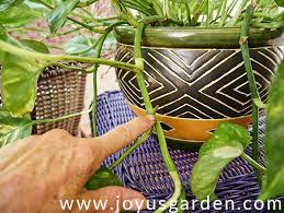 Pothos, golden pothos, devil's vine, devil's ivy. Pothos Care The Easiest Trailing Houseplant Devil S Ivy Joy Us Garden